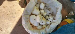 The moraya or freeze-dried potato (Image: Clive Larkman)