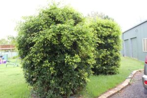 Acmena smithii ‘DOW30’ PBR Trade Name Sublime™
