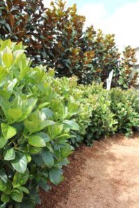 Viburnum odoratissimum ‘VOC1’ PBR Trade Name Dense Fence™