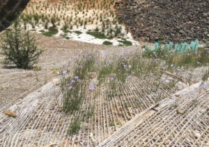Native bluebell (Wahlenbergia sp.) poking up through the jute mesh (Image: Heidi Mikulic, THLA)
