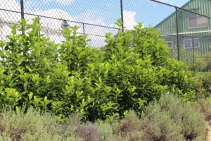 Viburnum odoratissimum ‘VOQ1’ PBR Trade Name Quick Fence™