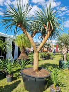 This seed grown Dracaena draco is 35 years old (Image: Patrick Regnault)