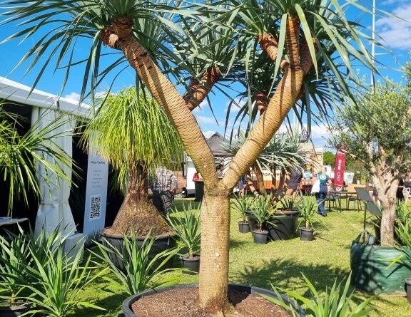 This seed grown Dracaena draco is 35 years old (Image: Patrick Regnault)