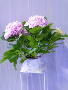 Sunflora Group took out the ‘Best of Expo, Greenlife’ award for their Hydrangea Plant