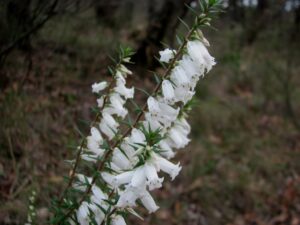 Epacris impressa with white flowers in Belgrave South, Victoria (Image: Melburnian via Wikimedia Commons, CC BY-SA 3.0)