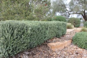Westringia fruticosa ‘WES04’ PBR Trade Name Grey Box™