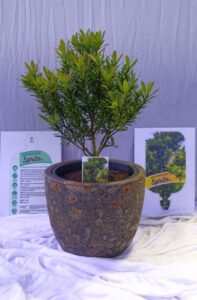 Australian Plant Specialists took out the ‘Best New Greenlife’ award for Tristaniopsis 'Sprite'