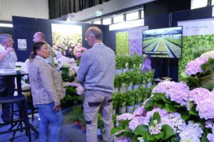 The Sunflora Group display showing their award-winning hydrangeas