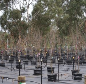 Support for successful establishment of trees may be available under Victoria's Trees on Farms Program