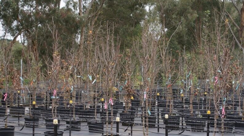 Support for successful establishment of trees may be available under Victoria's Trees on Farms Program