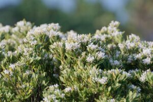 Leucopogon parviflorus near the Twelve Apostles in Victoria (Image: Donald Davesne via iNaturalist, CC BY 4.0)