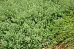 Westringia fruticosa ‘WES05’ PBR Trade Name Mundi™