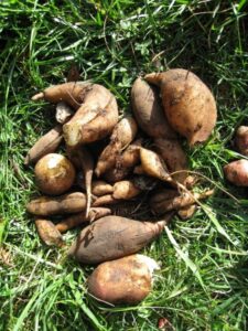The harvest from one yacon plant (Image: Farmcore via Wikimedia Commons, CC BY-SA 3.0)