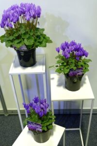 Pohlmans received an honourable mention in the ‘Best New Greenlife’ category for their Cyclamen 'Dragon Blue'