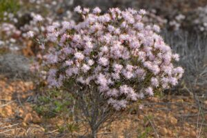 Andersonia aristata is endemic to the southwest of Western Australia (Image: Jean and Fred via Wikimedia Commons, CC BY 2.0)