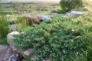 Myoporum parvifolium ‘PARV01’ PBR Trade Name Yareena™