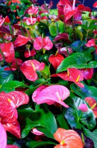 Colourful anthuriums on display at the Heatons Nursery stand