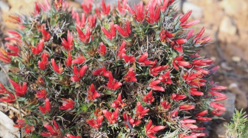 Andersonia grandiflora is also endemic to the southwest of Western Australia (Image: Jesse de Vries via Wikimedia Commons, CC BY-SA 4.0)