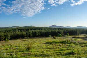 The Stromlo Pines forest was part of Weston’s plantings (Image: ACT Government, Stromlo Pines, 23 October 2021)