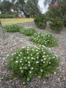 Westringia fruticosa ‘WES06’ PBR Trade Name Low Horizon™