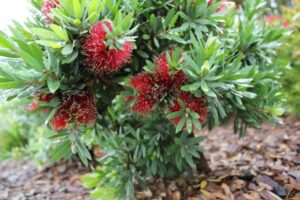 Callistemon viminalis ‘LJ1’ PBR Trade Name Better John™