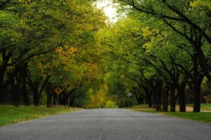 Dunrossil Drive in Yarralumla still retains some of Weston and his team’s trees (Image: Prescott Pym, Dunrossil Drive, 30 April 2007)