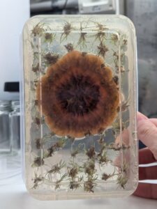 A rather unpleasant looking fungal contamination in a flask of lomandra; note the plants engulfed by the fungus are dying off (Image: Lisa Wightwick)