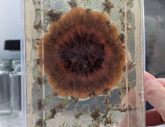 A rather unpleasant looking fungal contamination in a flask of lomandra; note the plants engulfed by the fungus are dying off (Image: Lisa Wightwick)