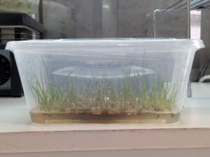 A rather unpleasant looking fungal contamination in a flask of lomandra; note the plants engulfed by the fungus are dying off (Image: Lisa Wightwick)