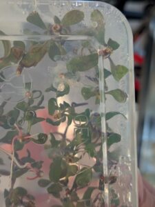 Can you spot the contamination here? Despite the presence of systemic bacteria, the plants continue to grow well (Image: Lisa Wightwick)