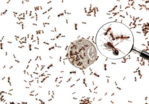 Various sizes of fire ant workers on a 10-cent coin (Image: National Fire Ant Eradication Program)