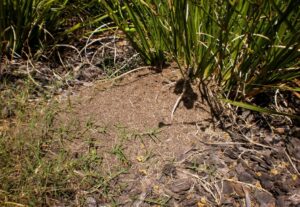 Large fire ant nest in a garden (Image: National Fire Ant Eradication Program)