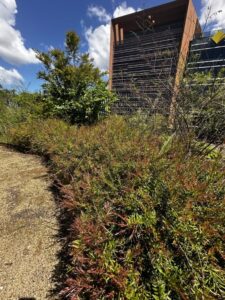 Midyim berry (Austromyrtus dulcis) providing the ideal hedge on this city green roof
