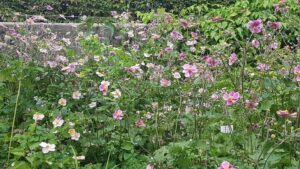 A mass planting of a rambling, floriferous shrub all but hides and softens a boundary wall
