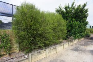 Melaleuca armillaris 'MELA01' PBR Trade Name Space Saver™ (Image: Ozbreed)