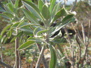White Sage (Salvia apiana), California (Image: HLWolfe via Wikimedia Commons, CC BY-SA 4.0)