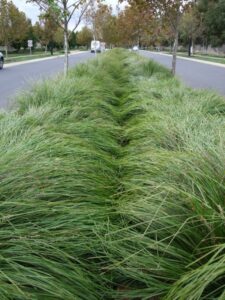 Lomandra longifolia 'LM300' Trade Name Tanika®