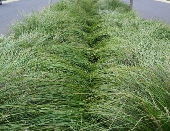 Lomandra longifolia 'LM300' Trade Name Tanika®