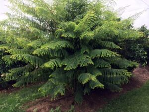 Amla trees in summer growth in an orchard setting (Image: Daleys Fruit Tree Nursery)