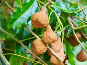 Fruiting Syzygium glenum in the North Coast Regional Botanic Garden (Image: Cheryl Cooper)