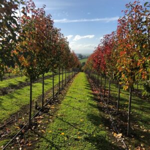 Urban Tree Growers specialise in advanced deciduous trees
