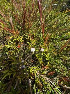 Hedges producing food can be beneficial to our garden design along with the wildlife that becomes dependent upon these food sources