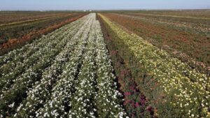 NeuHouse Farms own root rose plant fields