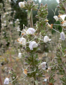 Salvia apiana inflorescence (Image: Stan Shebs via Wikimedia Commons, CC BY 3.0 )