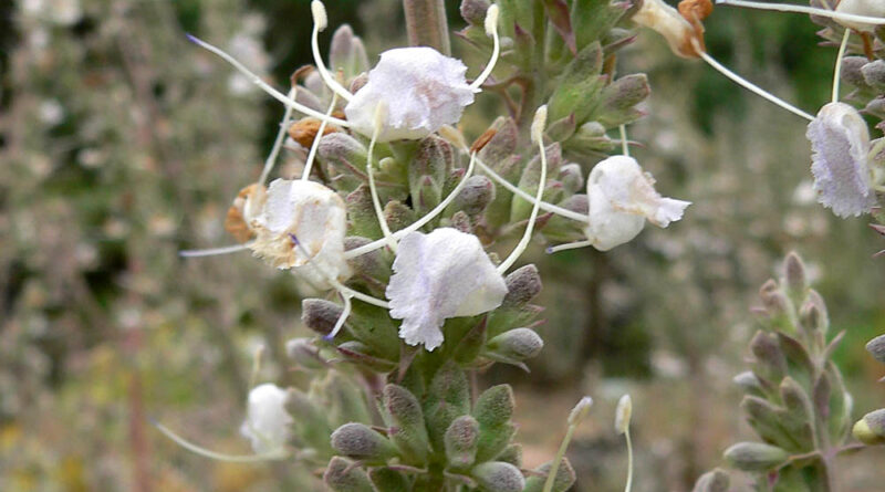 Salvia apiana inflorescence (Image: Stan Shebs via Wikimedia Commons, CC BY 3.0 )