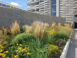 A mixed mass planting softens an otherwise hard commercial site1