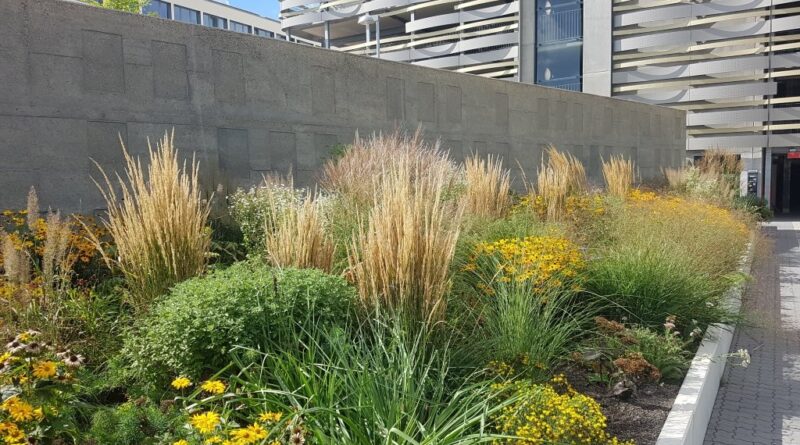 A mixed mass planting softens an otherwise hard commercial site1