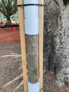 Clear PVC sections allow staff to check on progress of aerial root training of this fig with minimal disturbance