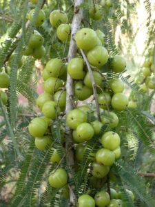 Dense amla bunches amidst green feathery foliage (Image: Daleys Fruit Tree Nursery)