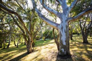 Remnant Eucalyptus camuldulensis stand at Red Gums (Image: Claire Takacs)